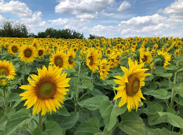 Sonnenblumenfeld in Brandenburg